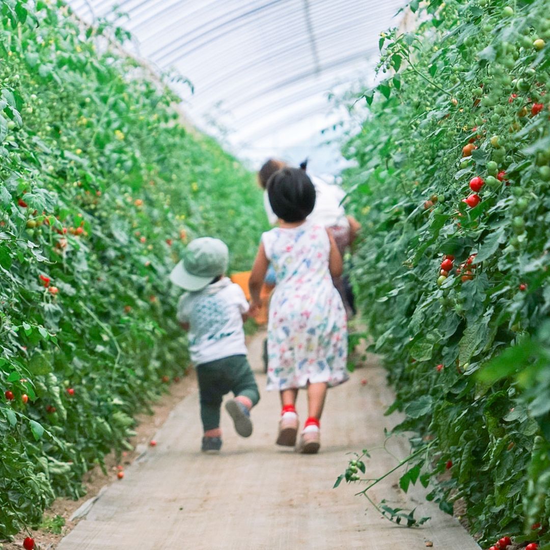 ミニトマトのハウスを駆けていく子どもたち